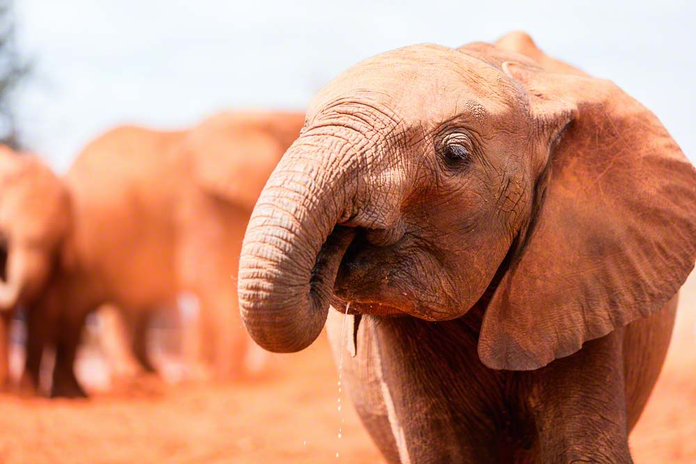 Elephant orphanage visit