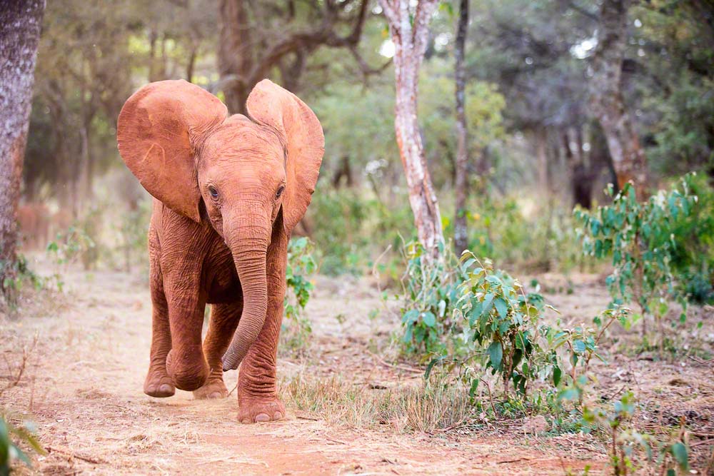 Elephant orphanage visit
