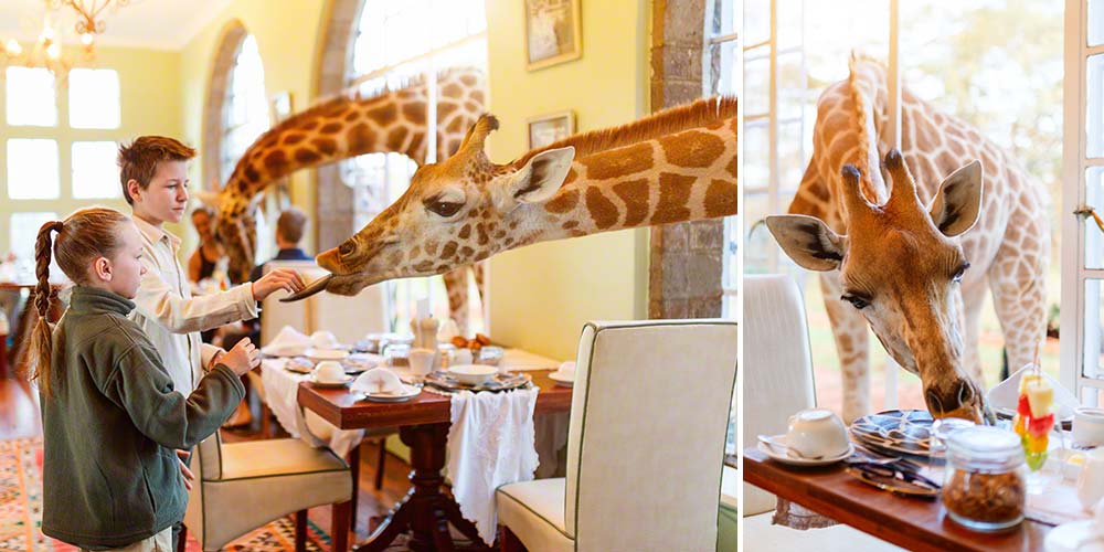 Breakfast with giraffes