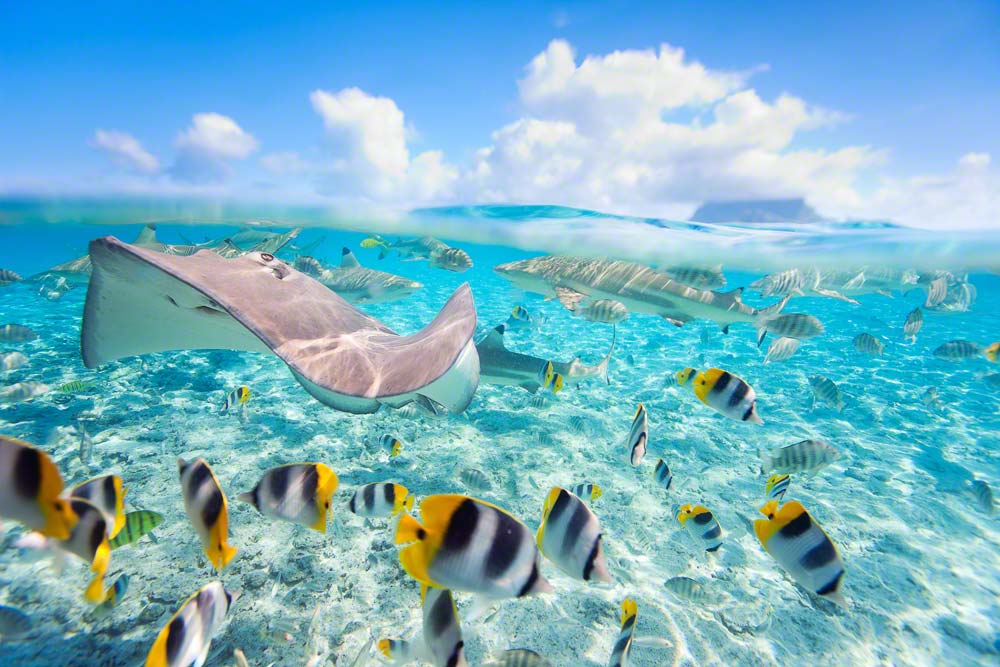 Beautiful stingrays, sharks and reef fish at Bora Bora