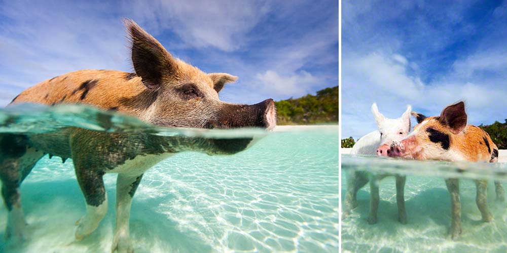 Underwater photos of swimming pigs of Exuma, Bahamas.