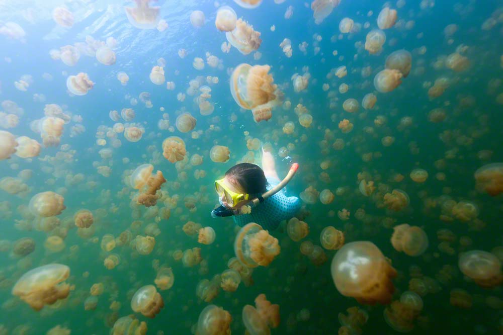 Yikes, jellyfish lake in Palau
