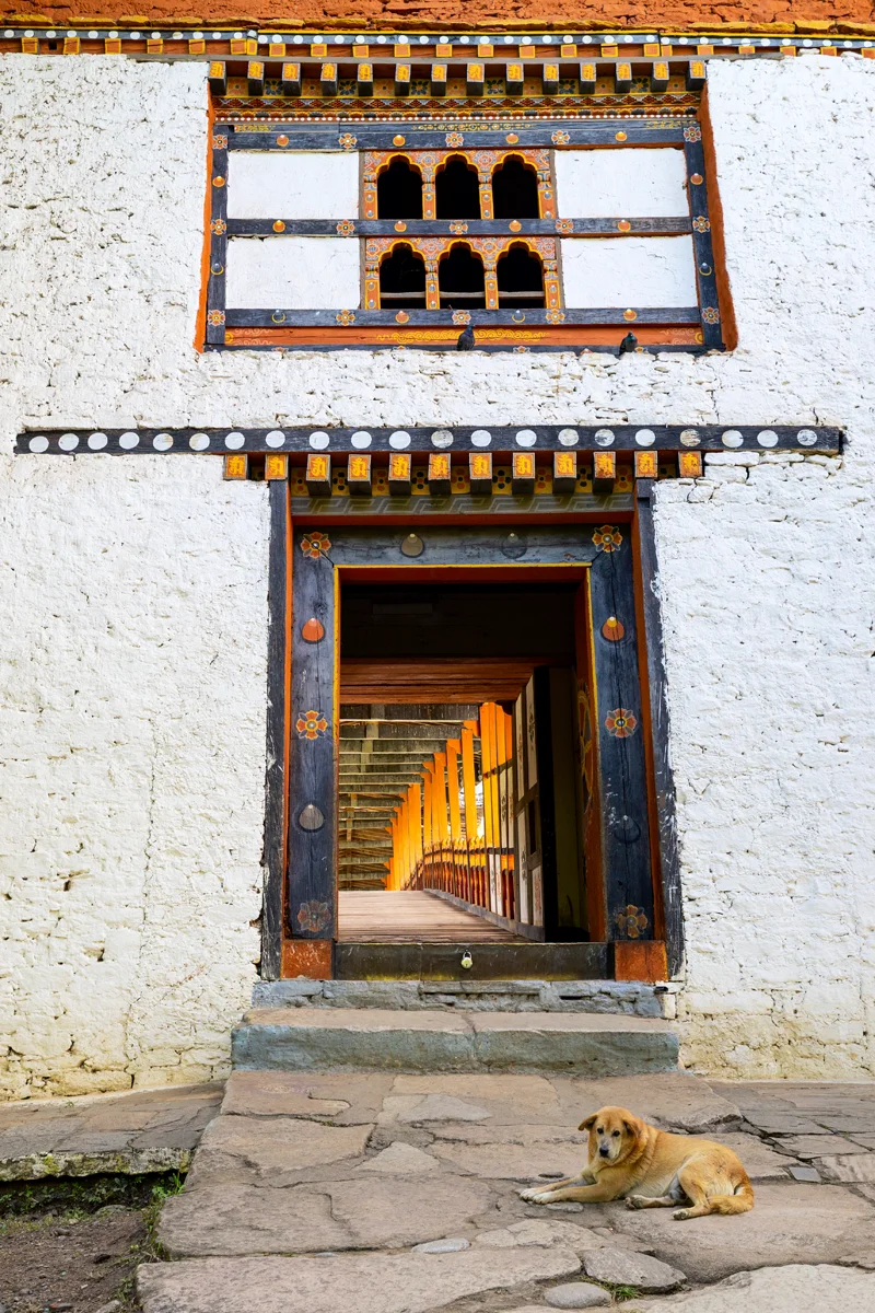 Dog resting in front of covered wooden bridge leading to Punakha Dzong
