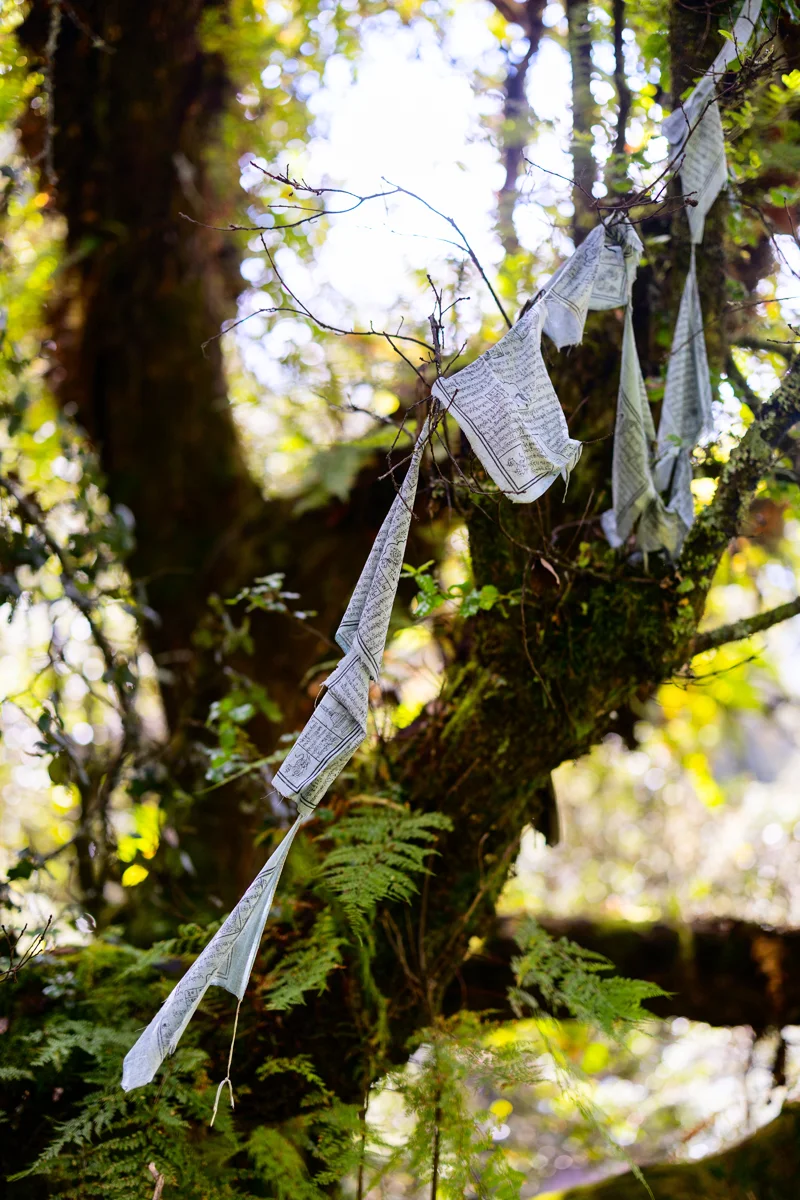 Prayer flags hanging on tree