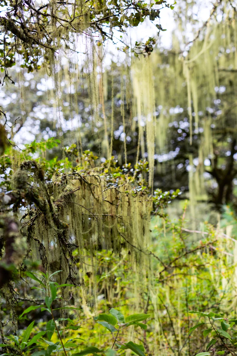 Lush greenery with hanging moss on Tiger's Nest hike