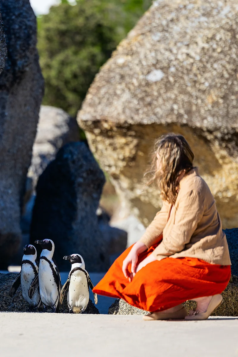 one of the best things to do in Cape Town is swim with African penguins at Boulders beach