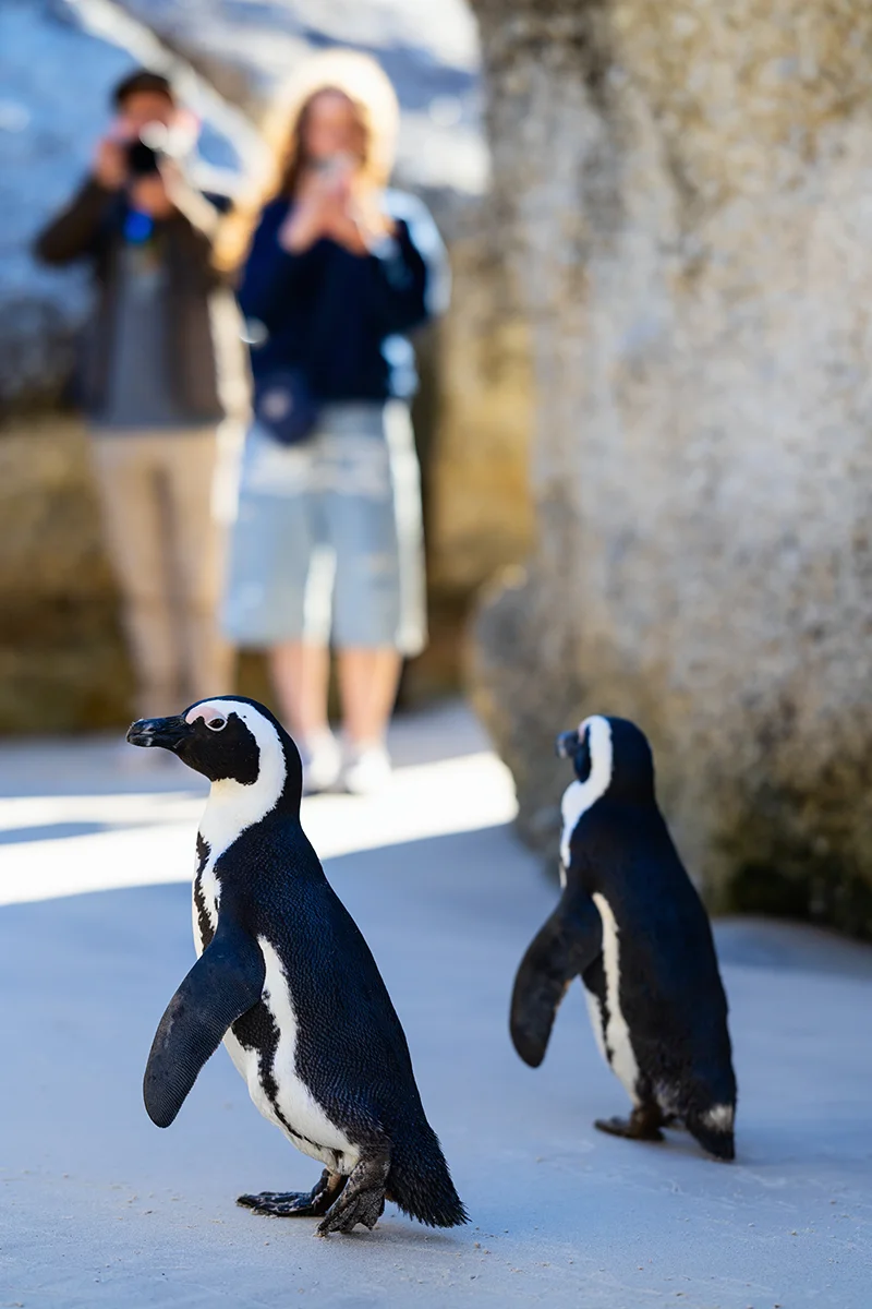 swimming with African penguins at Boulders Beach is one of the best things to do in Cape Town