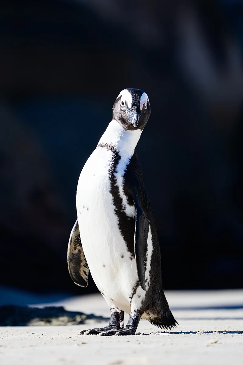visiting African penguins at Boulders Beach is one of the best things to do in Cape Town