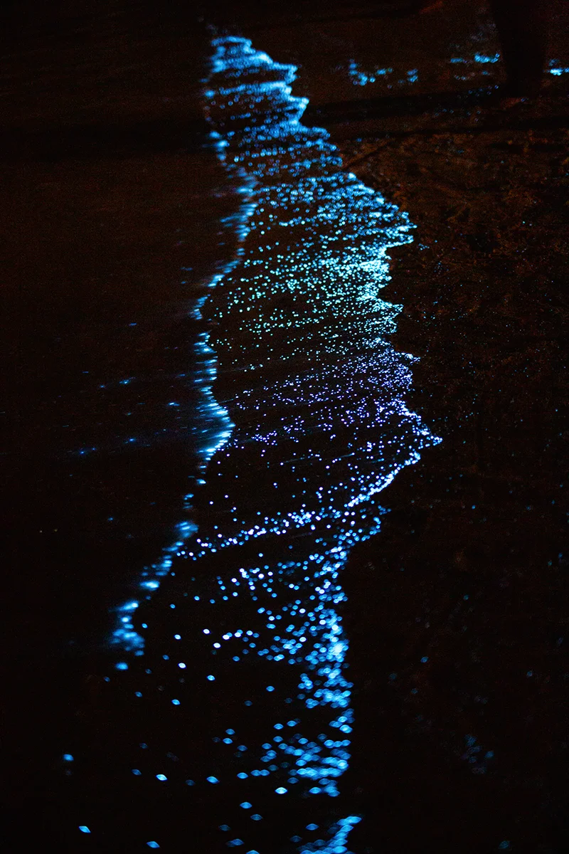 Bioluminescent plankton on Koh Rong island beach