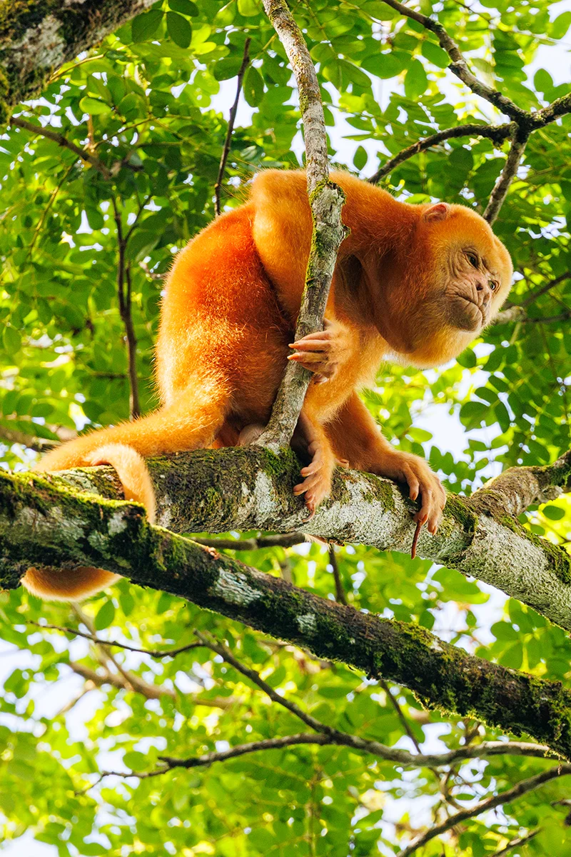 Rare orange howler monkey in Caño Negro Wildlife Refuge