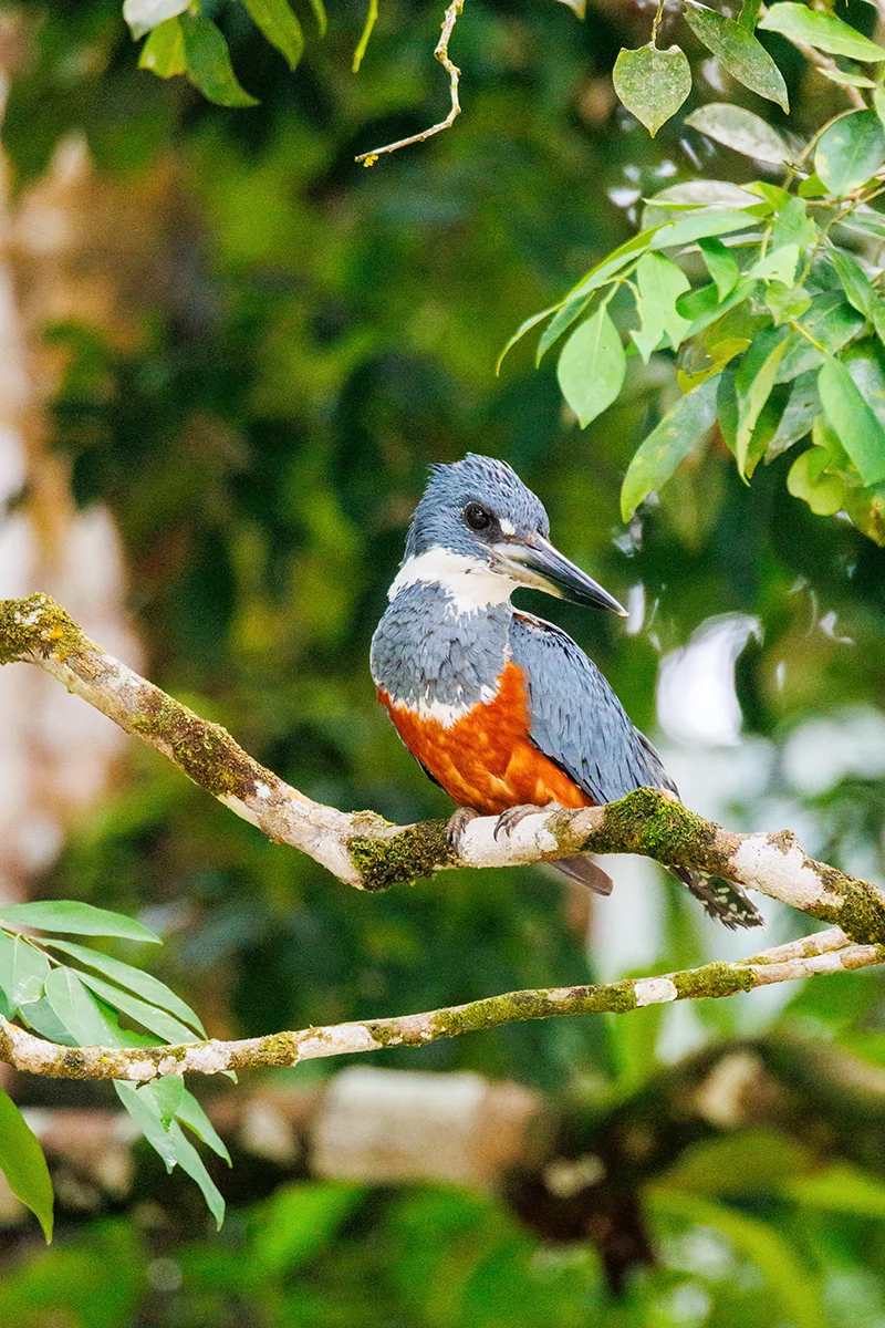 Ringed Kingfisher in Caño Negro Wildlife Refuge
