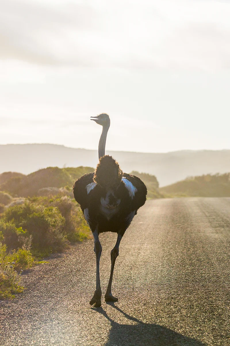 ostrich at Cape Point Nature Reserve in South Africa