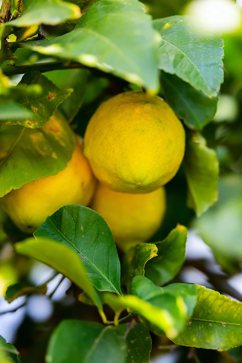 lemon trees in Babylonstoren garden near Cape Town