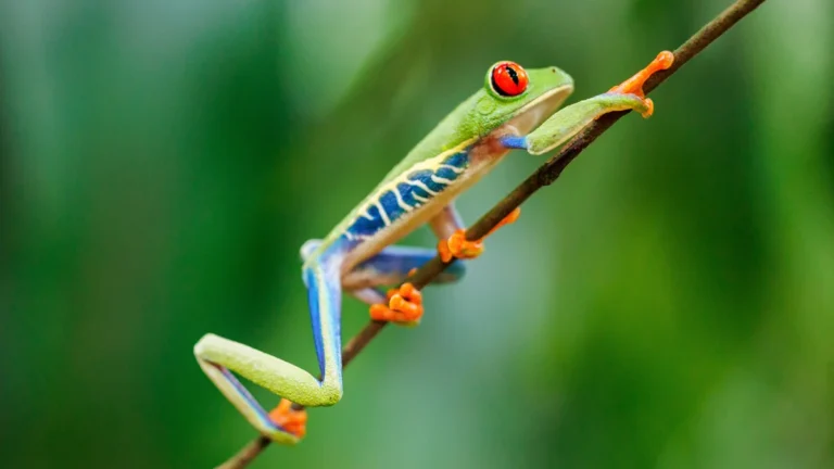 Red-eyed tree frog symbol of Costa Rica