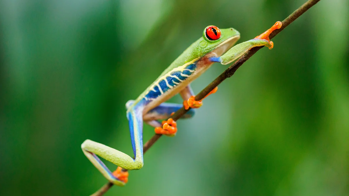 2-Week Costa Rica Itinerary: Wildlife, Waterfalls & Beaches