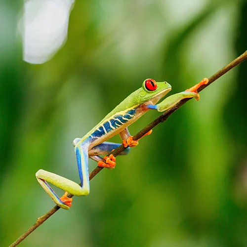 Red-eyed tree frog