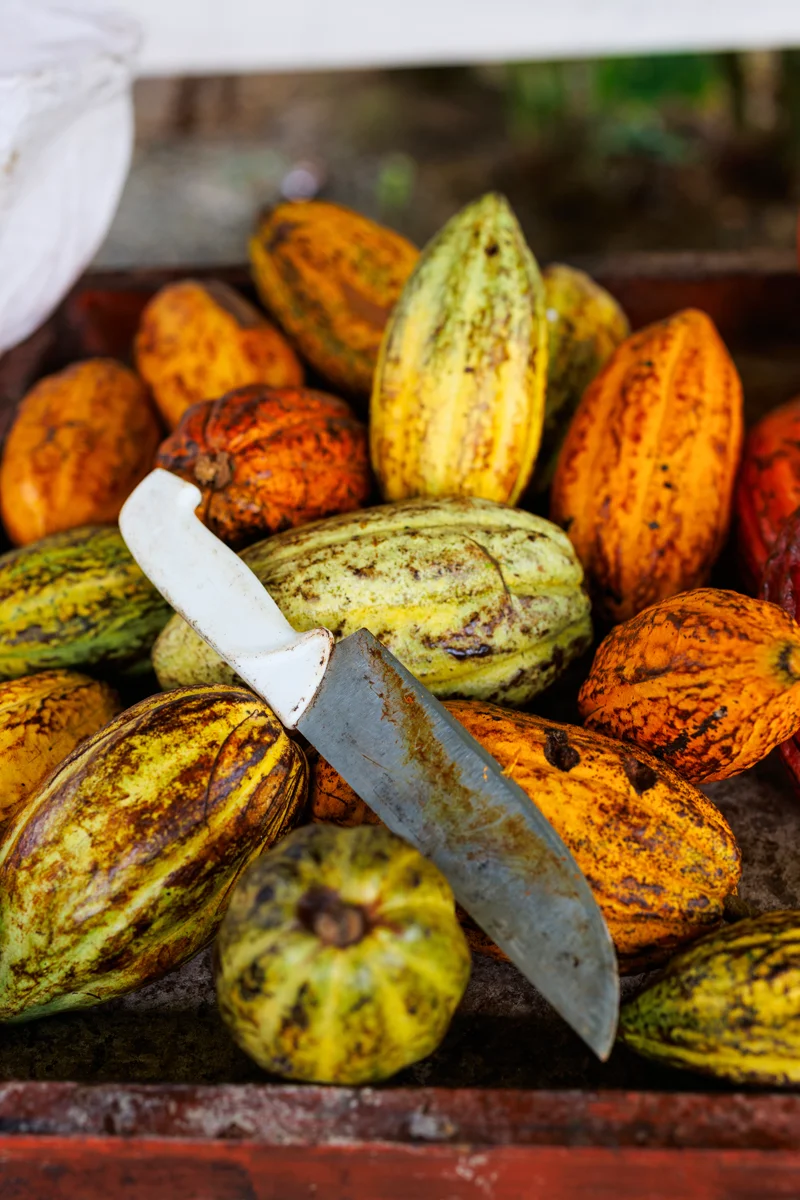 Cocoa beans