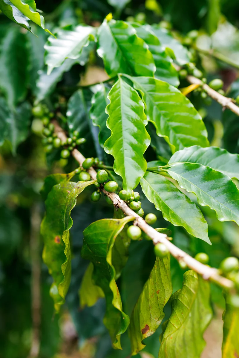Coffee plant