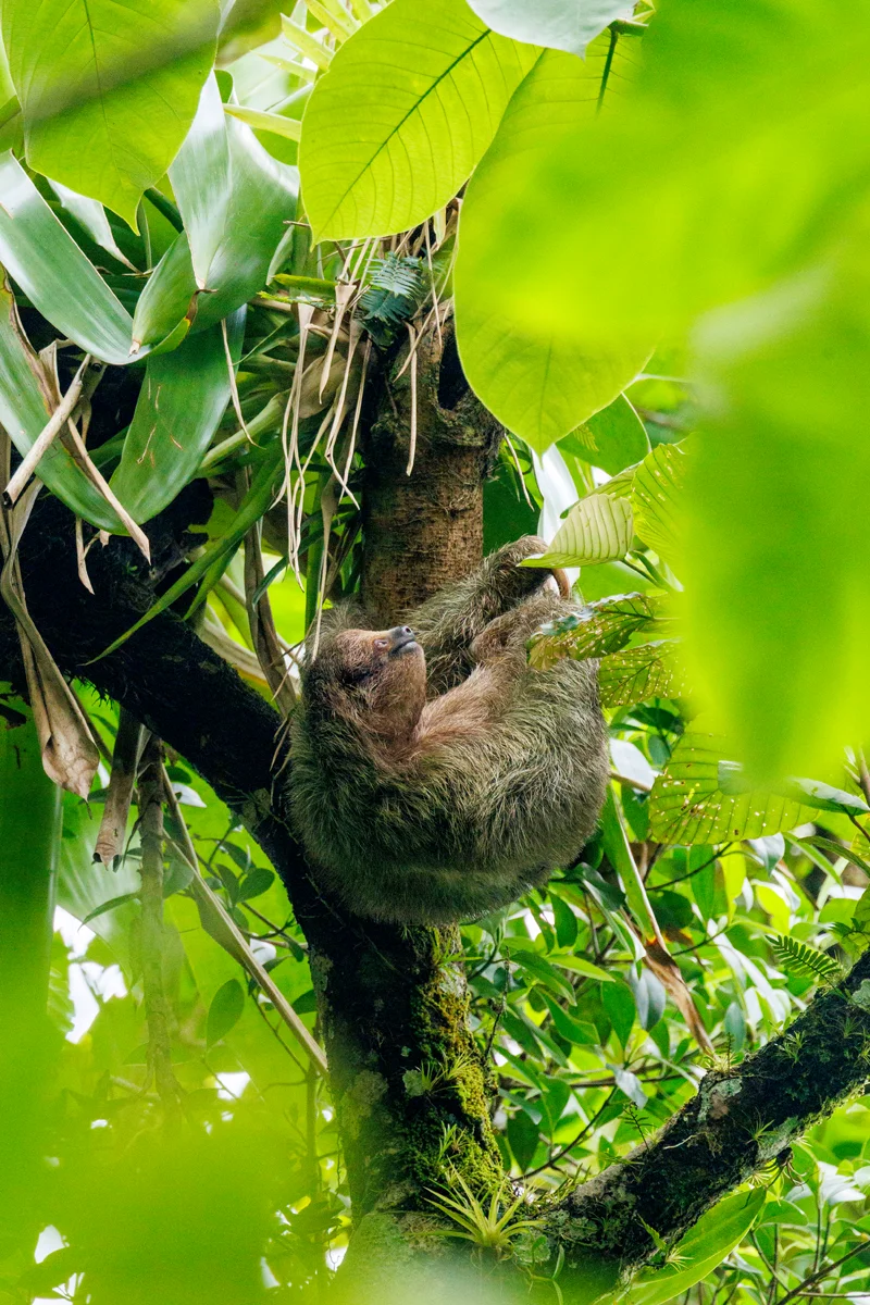 Three-toed sloth