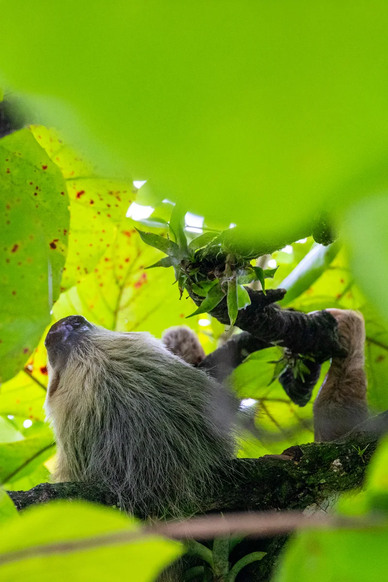 Two-toed sloth