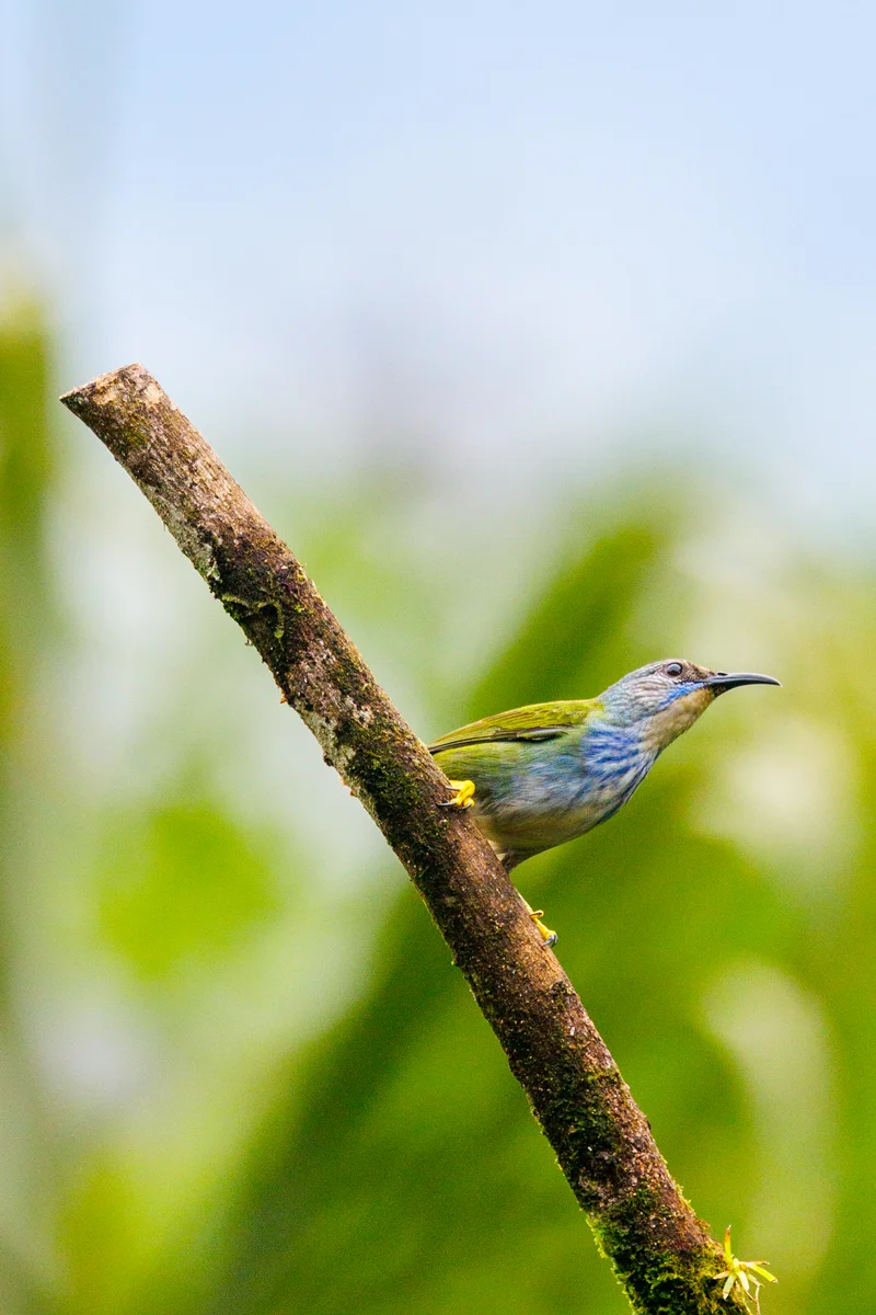 Shining Honeycreeper in Esquipulas rainforest Costa Rica
