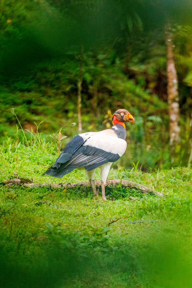 King Vulture in Esquipulas rainforest Costa Rica