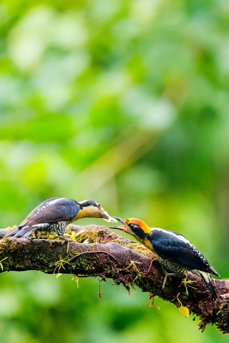 Golden-naped Woodpecker Costa Rica