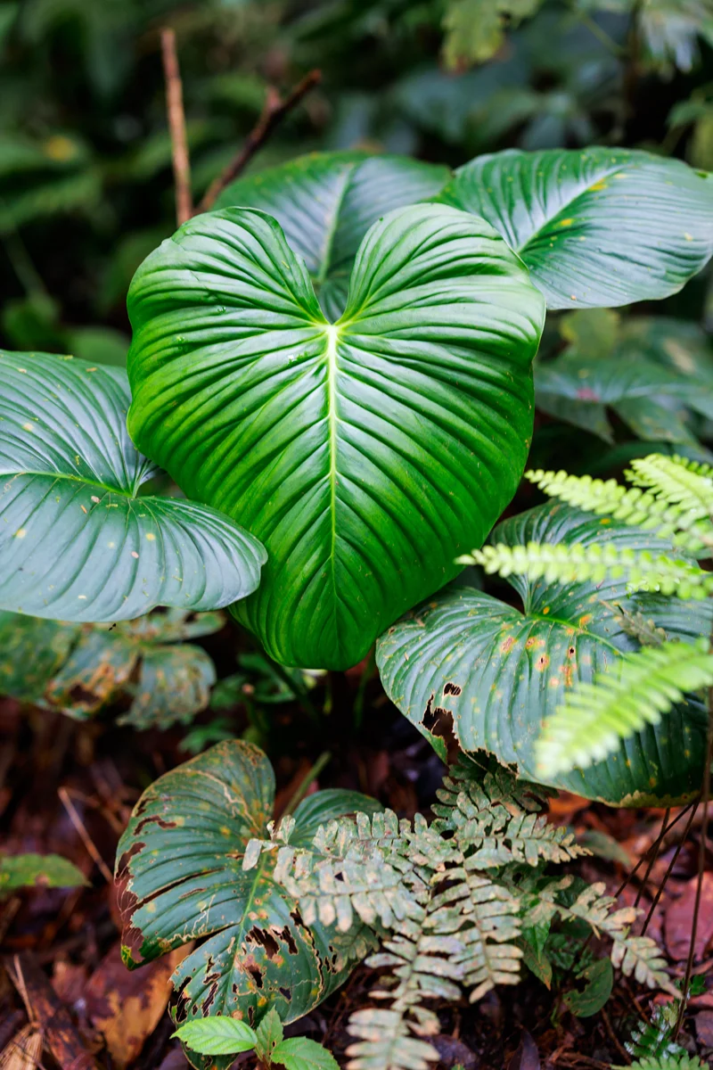Rainforest in Costa Rica
