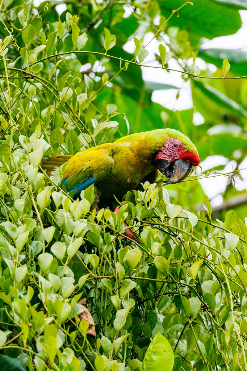 Great green macaw