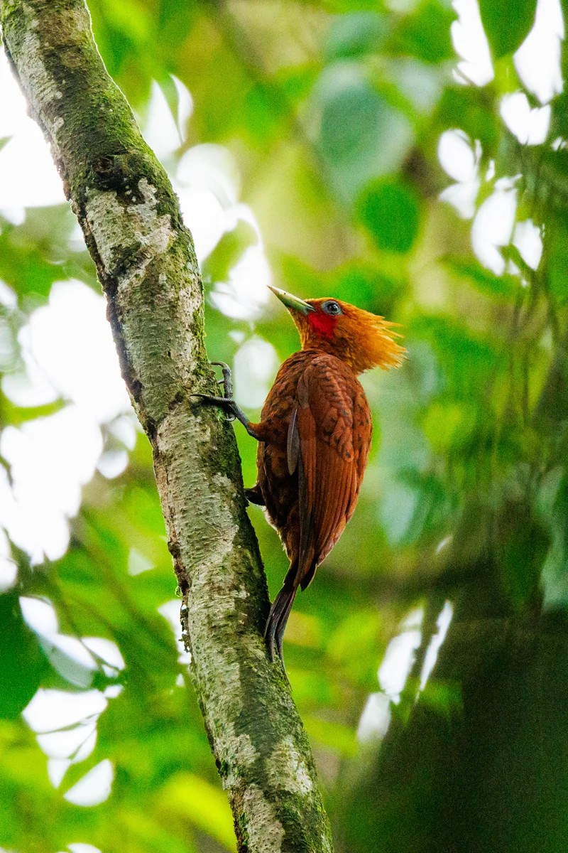 Chestnut-colored woodpecker