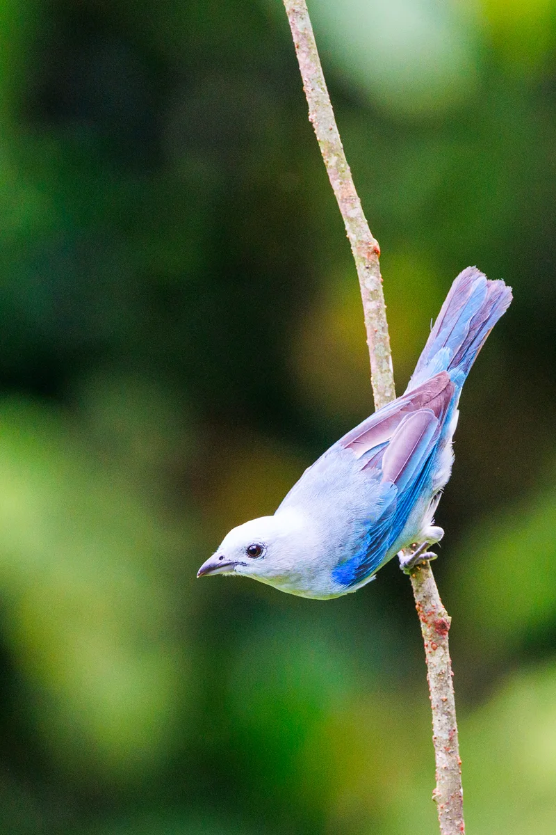 Blue-gray tanager