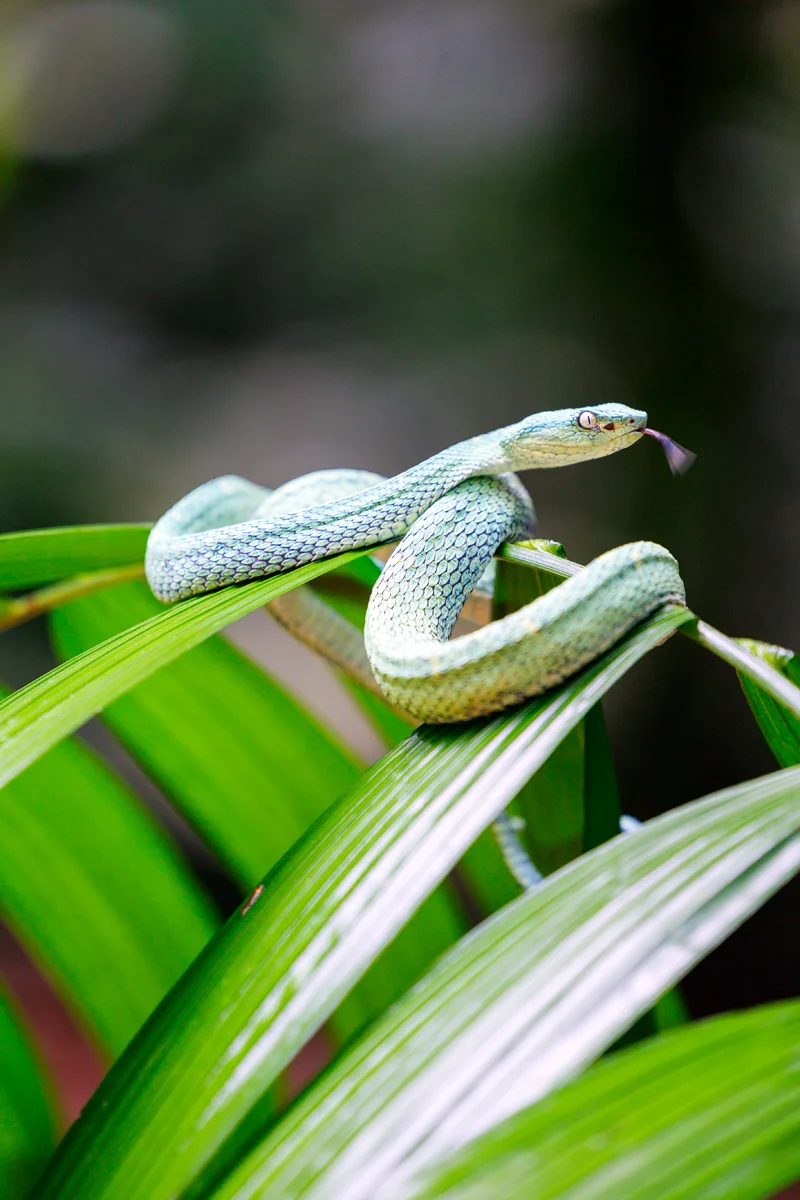 Side-striped palm pitviper