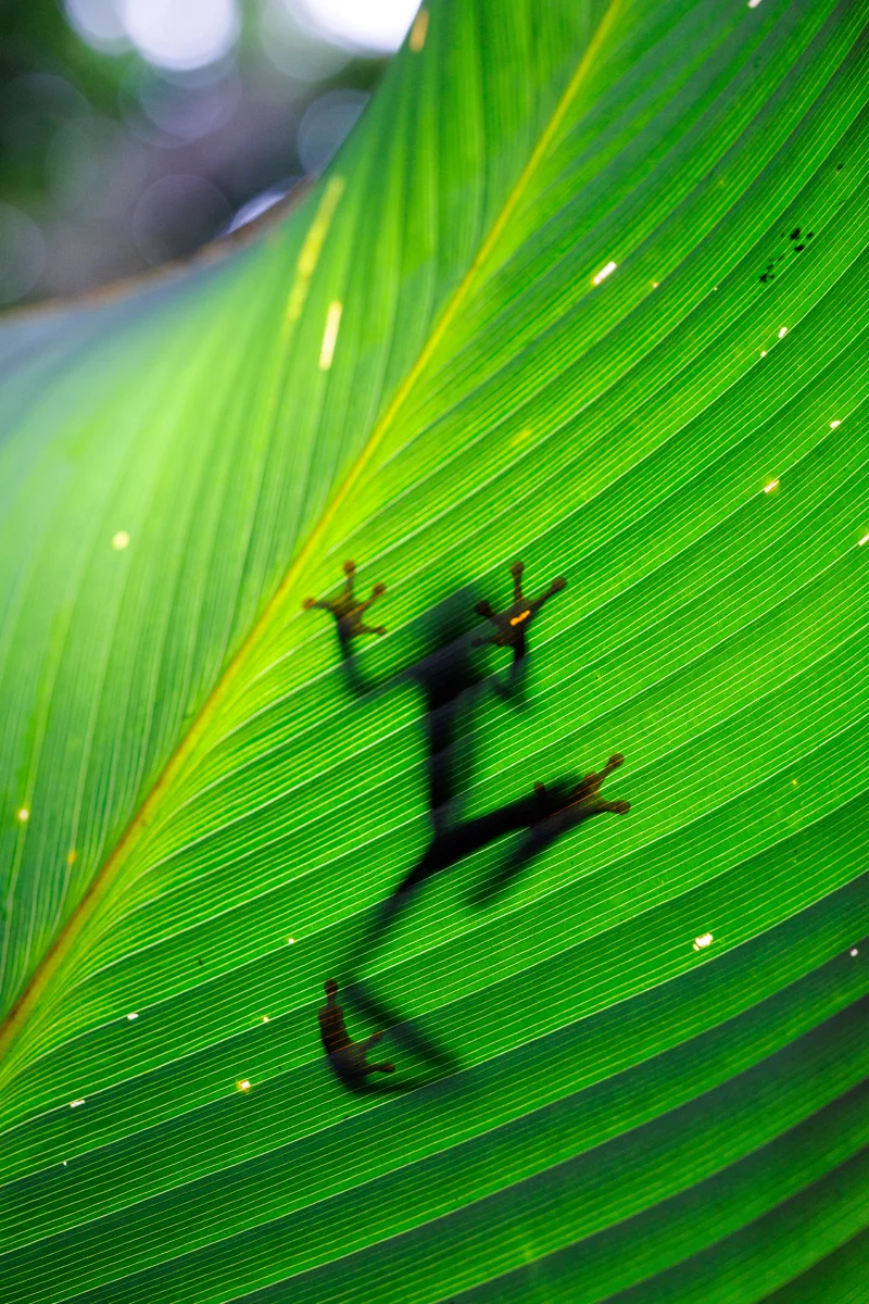 Red-eyed tree frog on a leaf