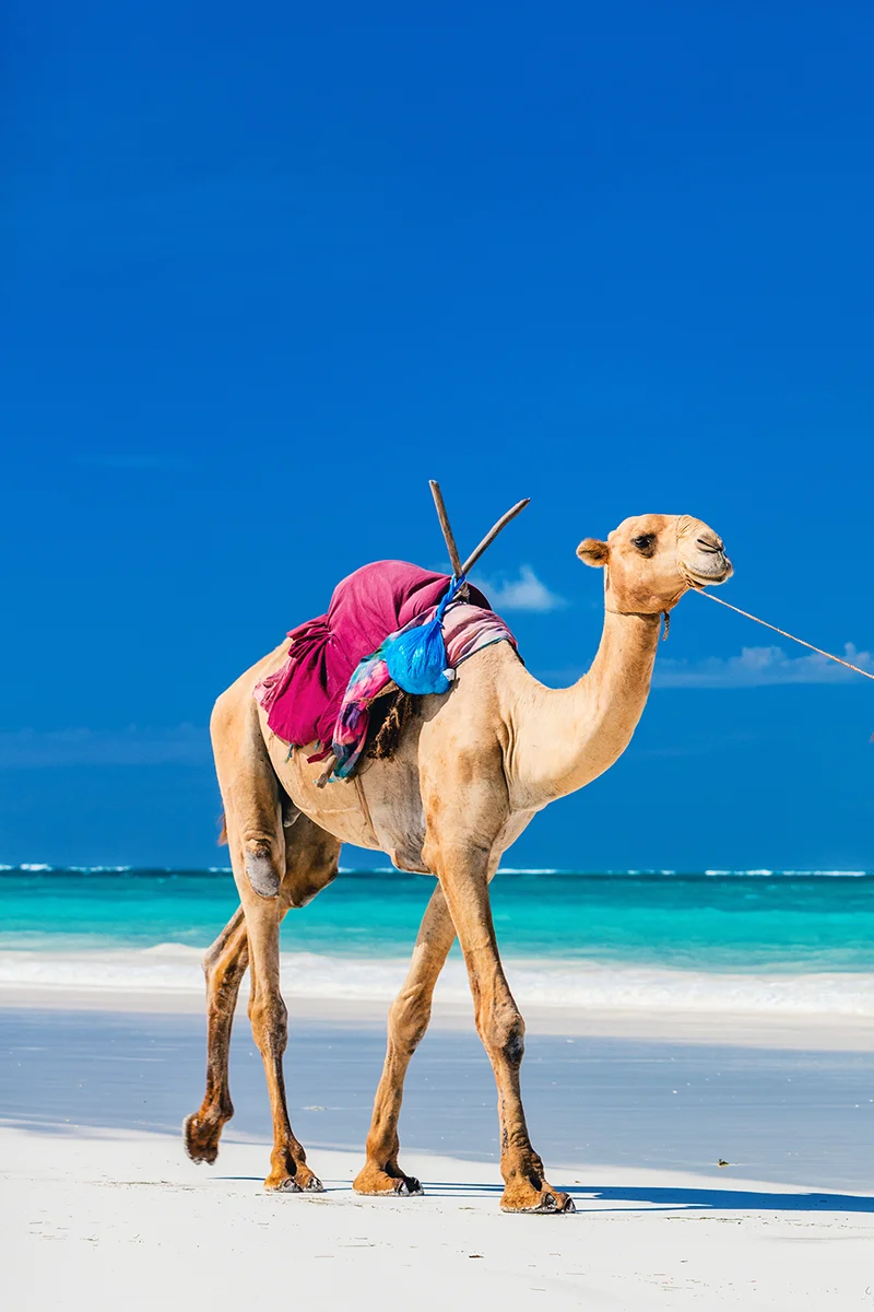 Camel walking along pristine white sand beach at Diani Beach on Kenya's coast