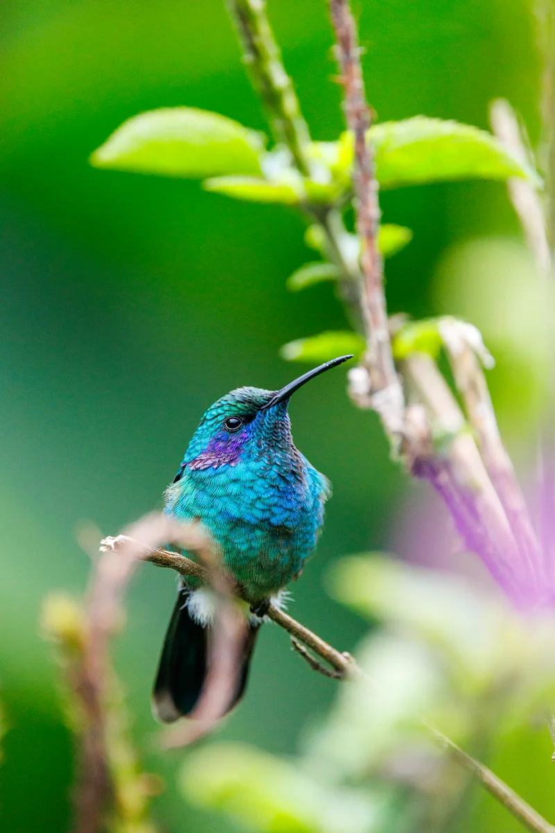 Lesser violetear hummingbird
