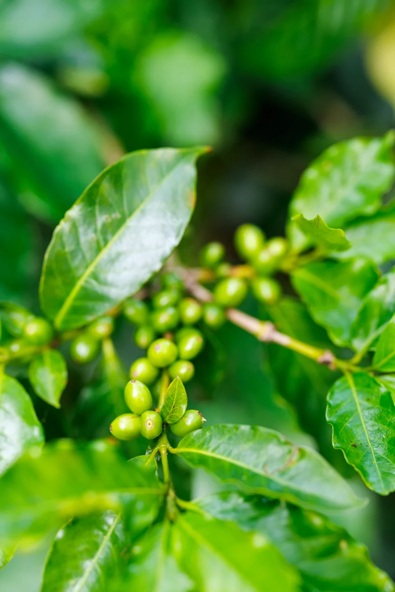 Green coffee beans on leafy branch