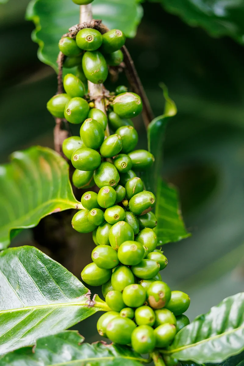 Cluster of unripe coffee cherries