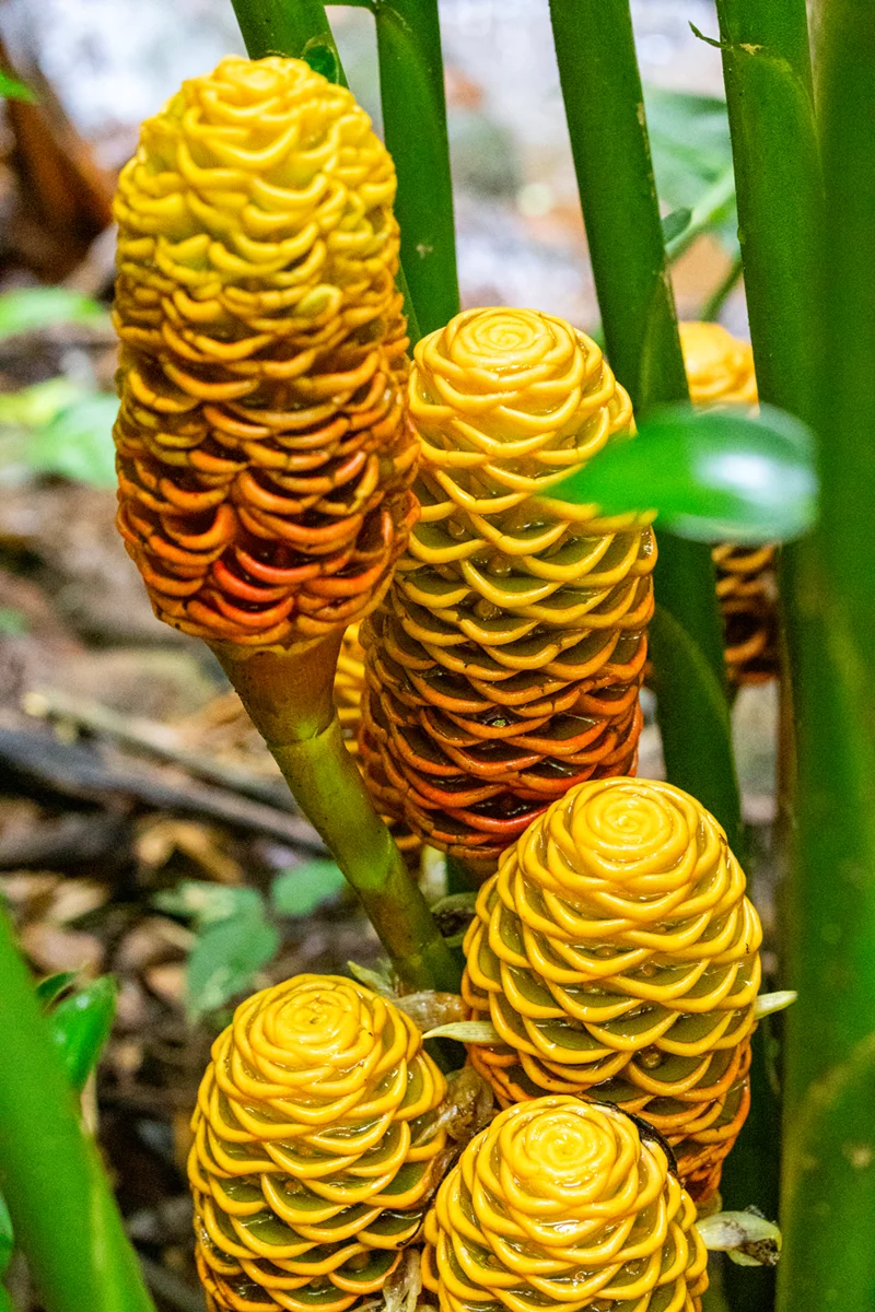 Shampoo plant in Costa Rica