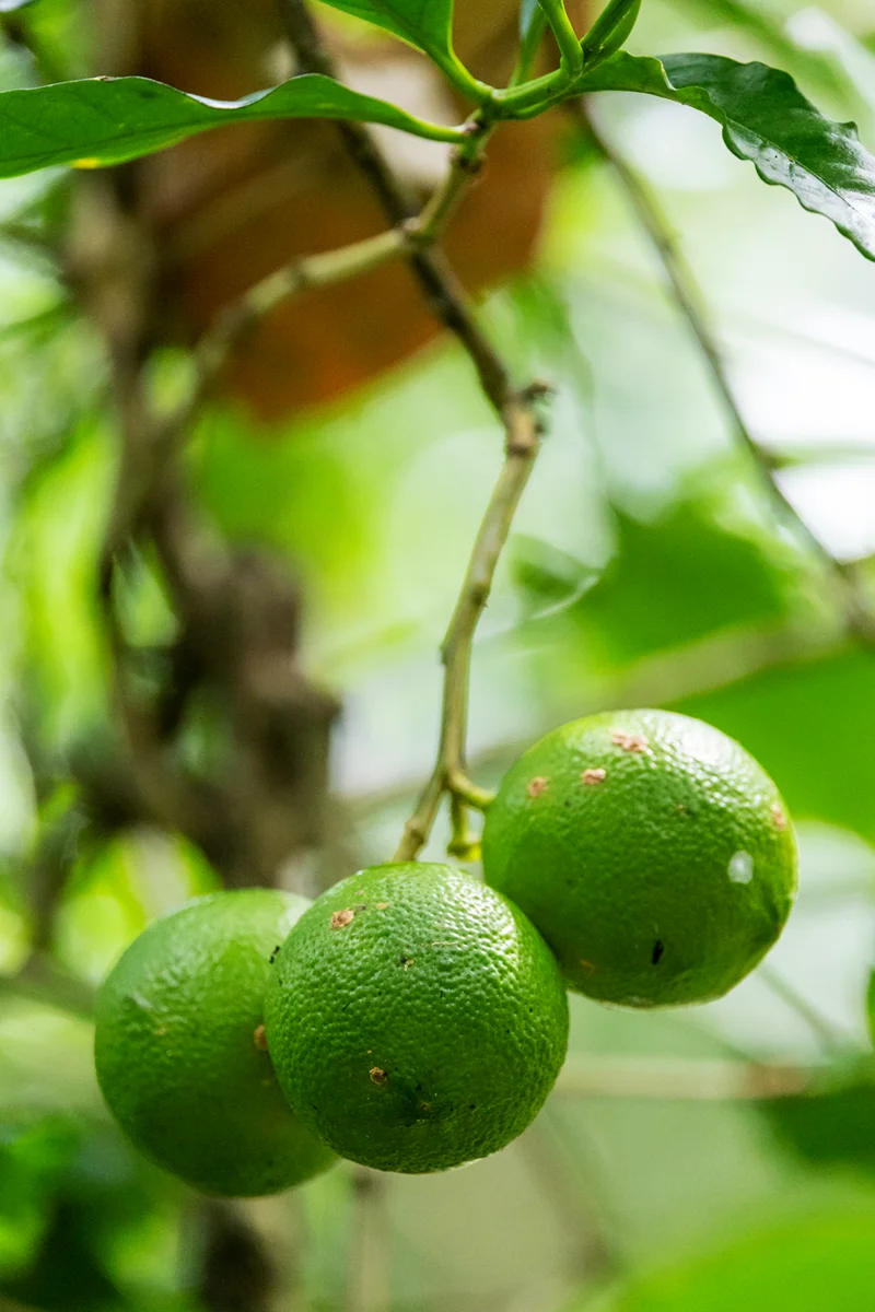 Three green limes on branch