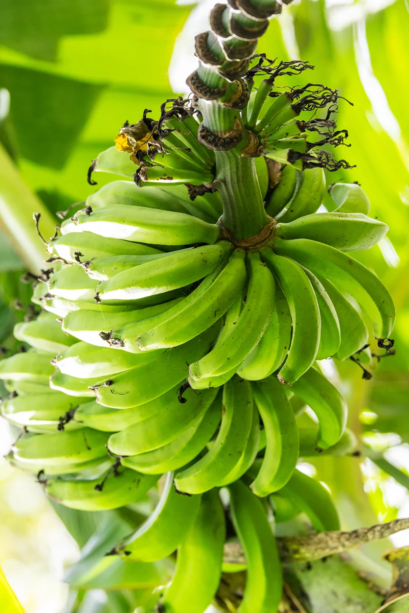 Bunch of green bananas hanging