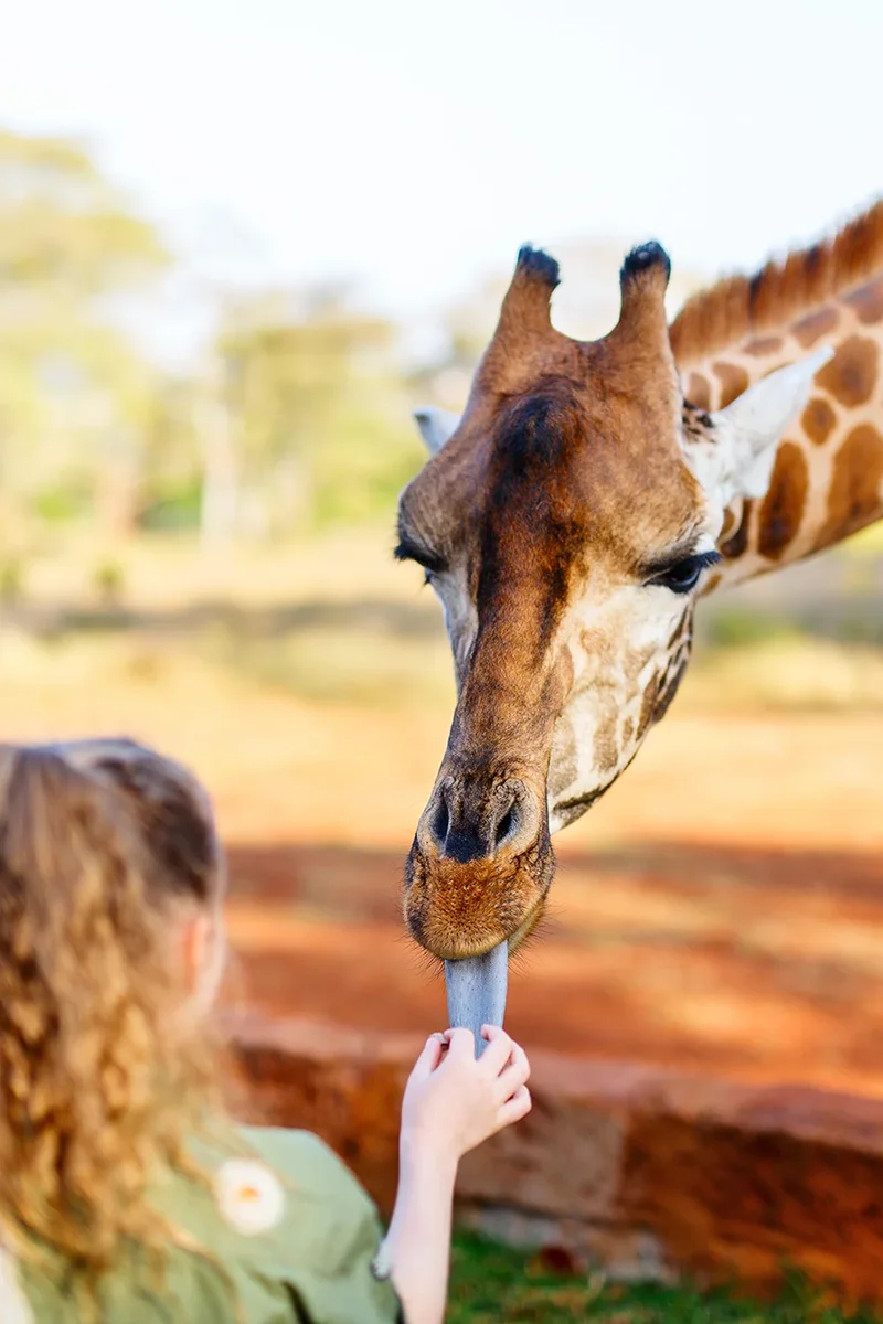 Young child at Giraffe Manor hotel in Kenya holding up food pellets for a tall Rothschild giraffe bending down to eat
