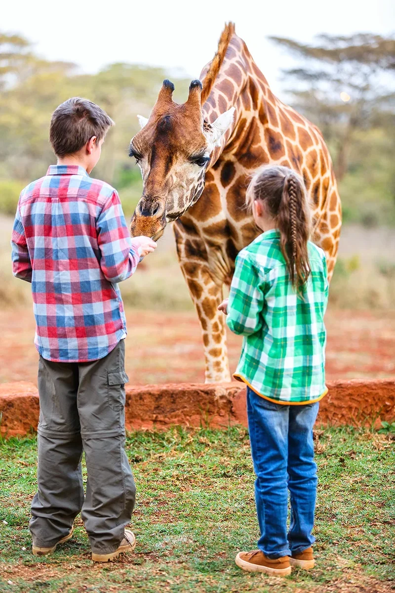 Two kids creating lasting memories while feeding two Rothschild giraffes at Giraffe Manor in Kenya