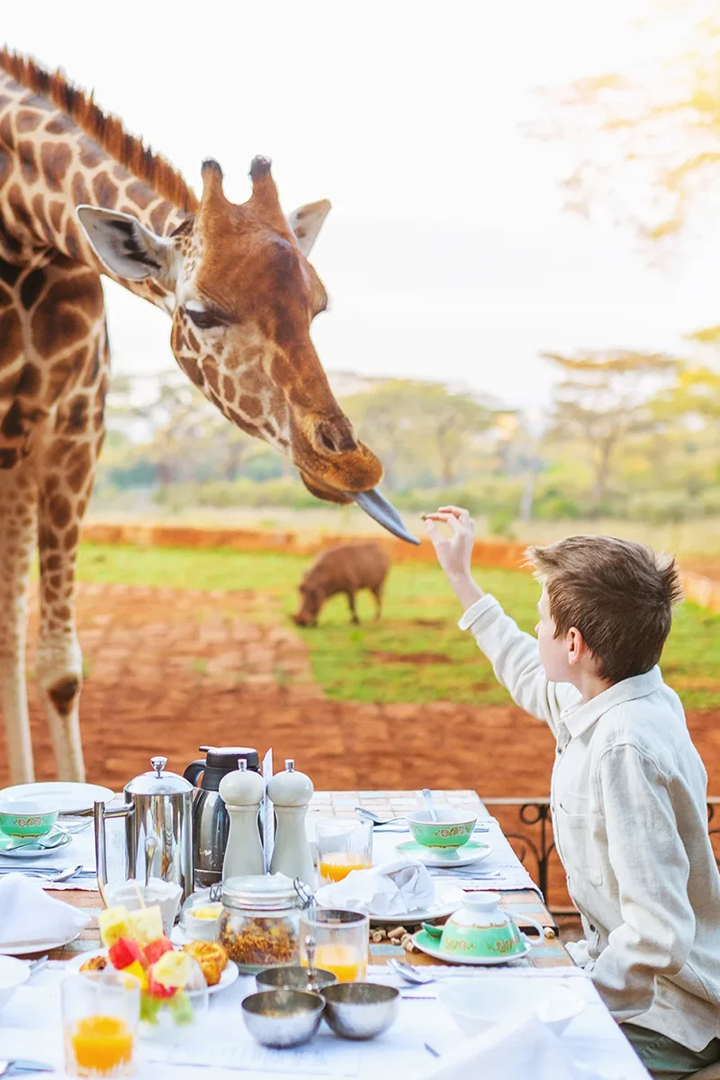 Feeding resident Rothschild giraffes from the breakfast table at Giraffe Manor in Kenya