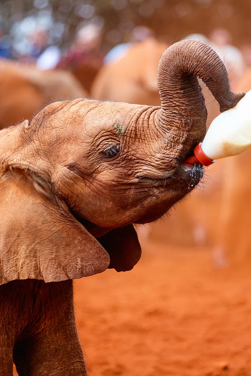 Small elephant calf at Sheldrick Elephant Orphanage in Nairobi drinking milk from a bottle held by a keeper