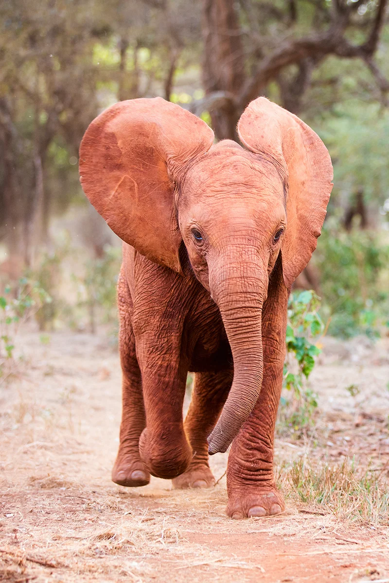 Small elephant calf at Sheldrick Elephant Orphanage in Nairobi running eagerly toward its milk bottle