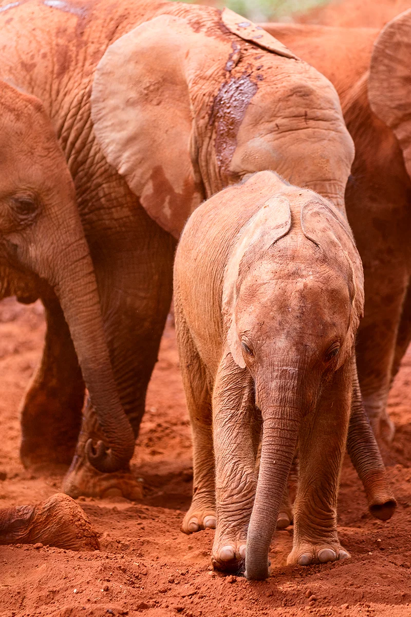Several small elephant calves at Sheldrick Elephant Orphanage in Kenya playing in mud