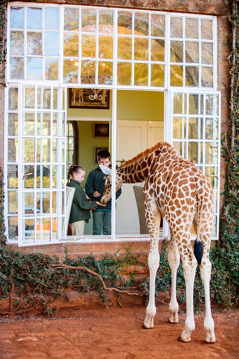 Two kids creating lasting memories while feeding two Rothschild giraffes at Giraffe Manor in Kenya