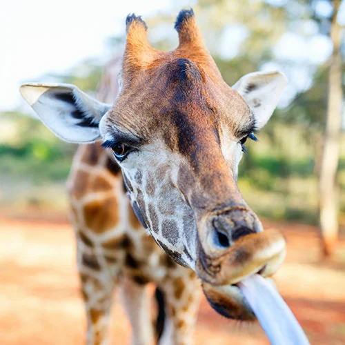 Rothschild giraffe at Giraffe Manor hotel in Kenya extending its incredibly long purple-black tongue to reach for a food pellet, creating a comical expression