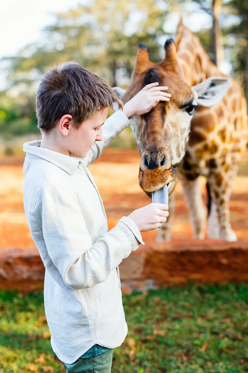 Child on the grounds of Giraffe Manor hotel in Kenya feeding a gentle giraffe by hand against a backdrop of gardens