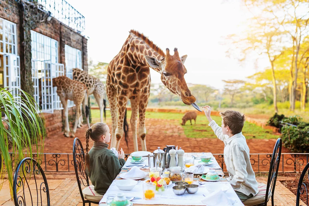 Young guests feeding resident Rothschild giraffes from the breakfast table at Giraffe Manor hotel in Kenya